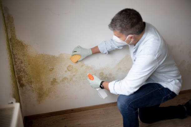 Best Basement Mold Removal  in Marble Falls, TX